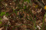 Roan Mountain sedge